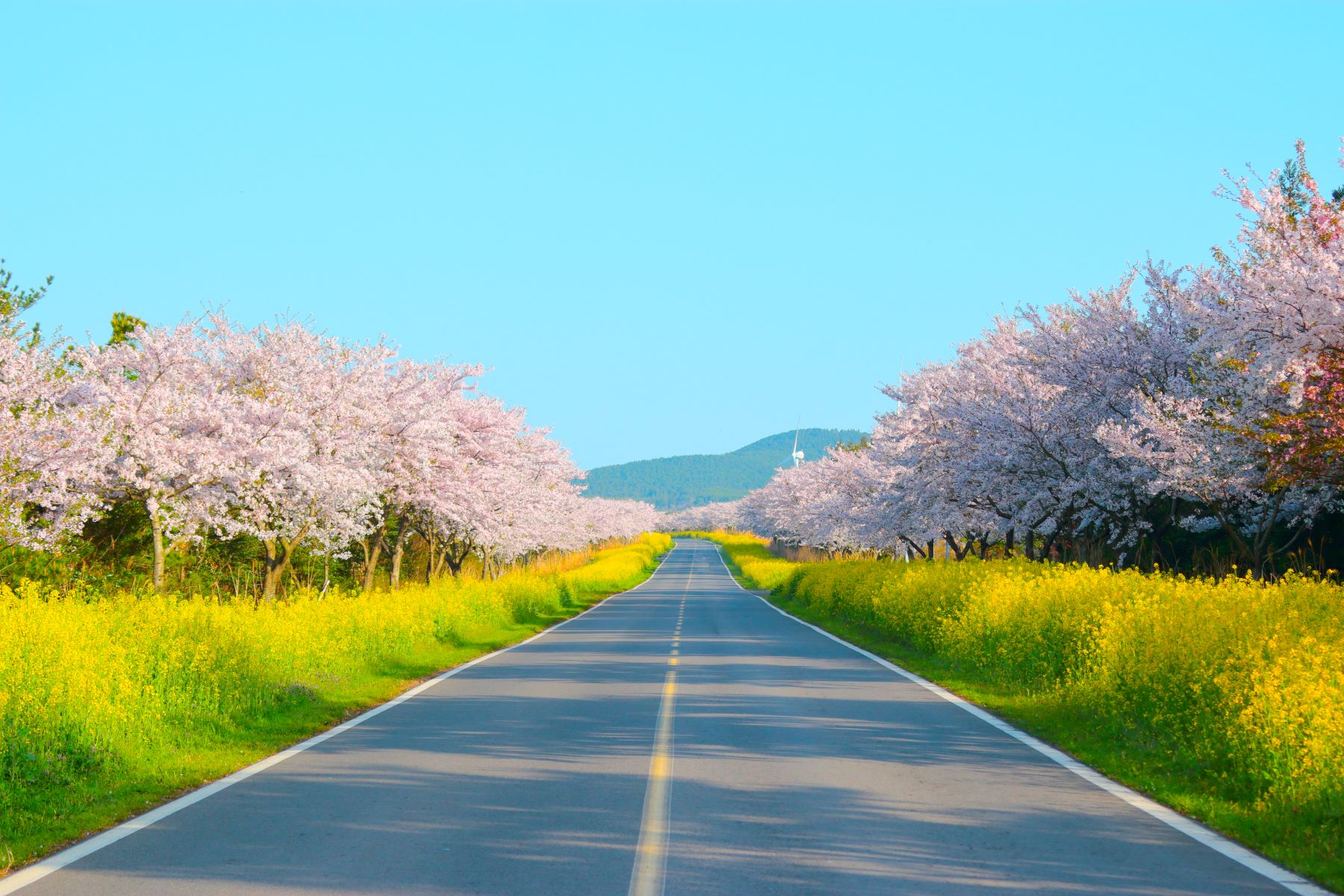 A road on Jeju Island lined by cherry blossom trees