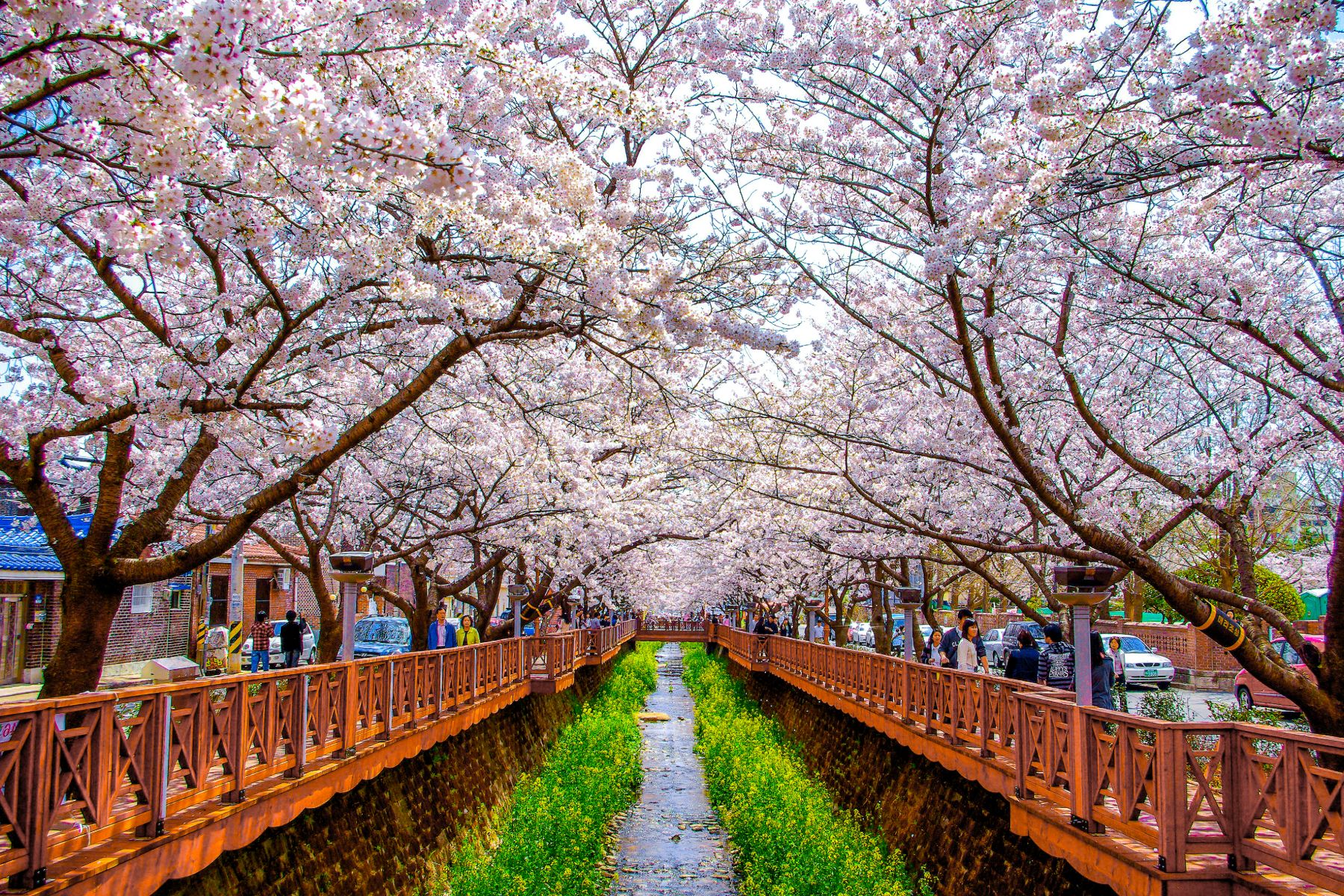 Cherry blossoms over the pathway at Jinhae Cherry Blossom Festival