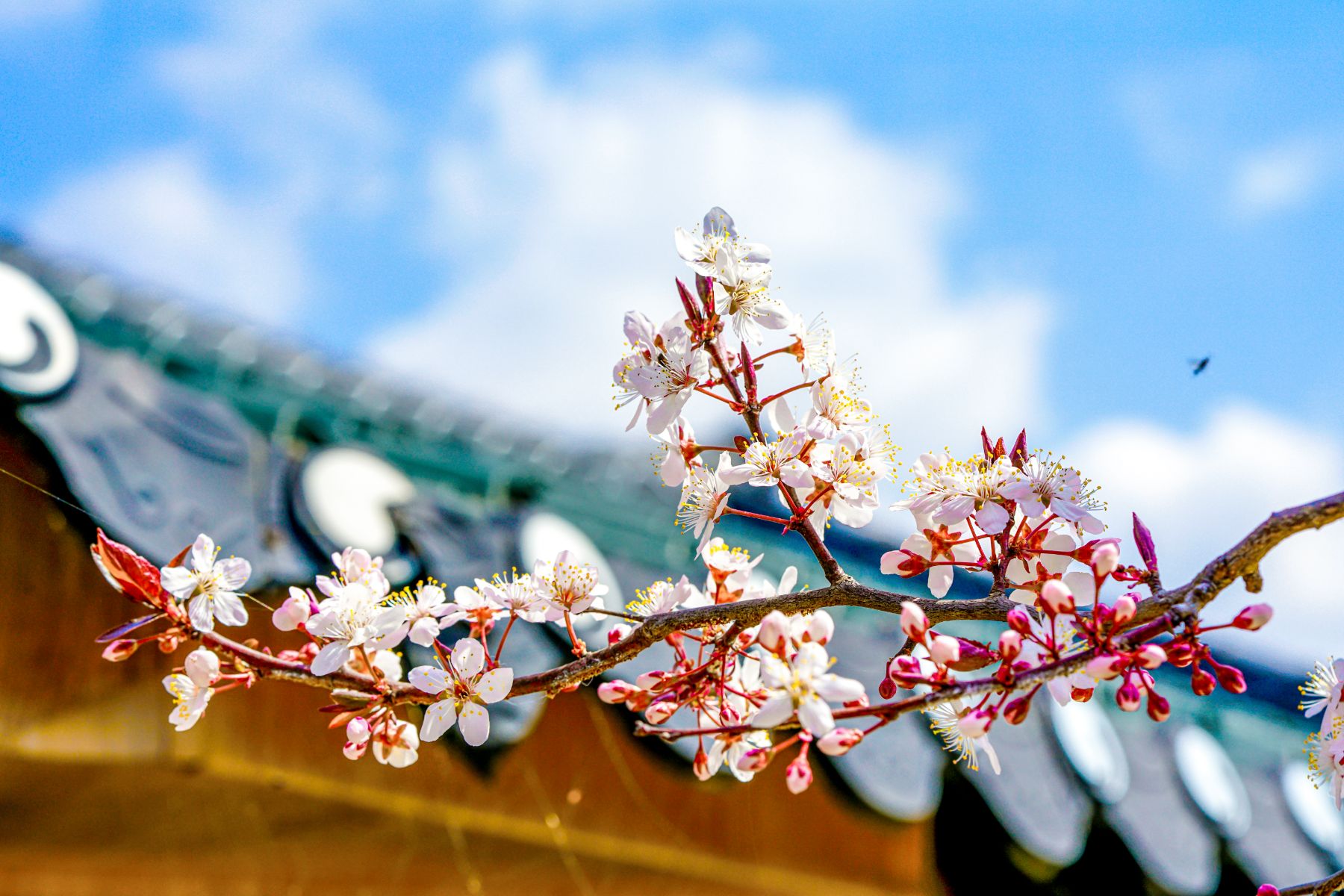 Sprig of cherry blossom in front of a temple roof in South Korea