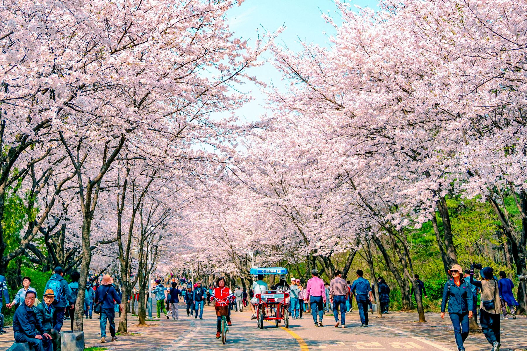 cherry-blossom-season-in-south-korea-red-savannah