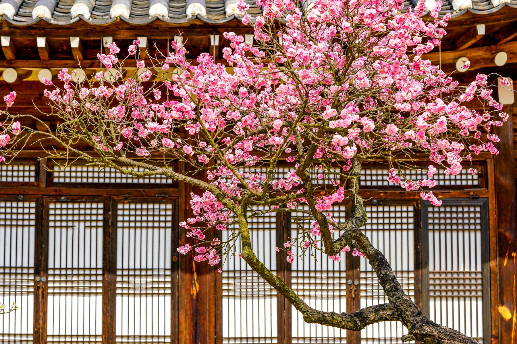 Blossom in front of a traditional building in South Korea