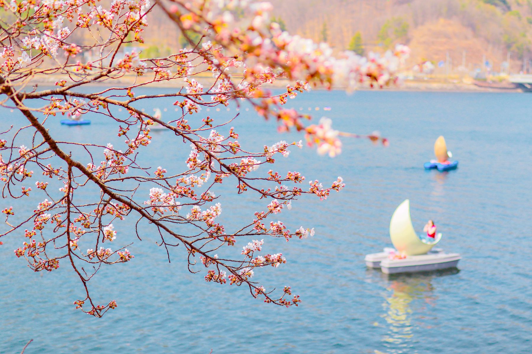 Cherry blossom over moon boats in South Korea