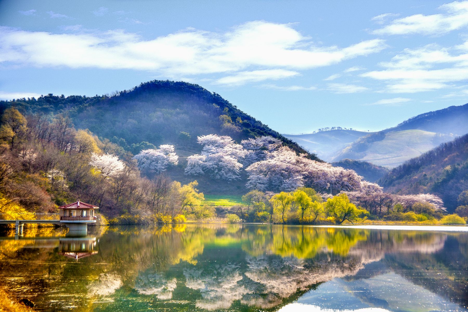 Yongbi Lake during cherry blossom season in South Korea