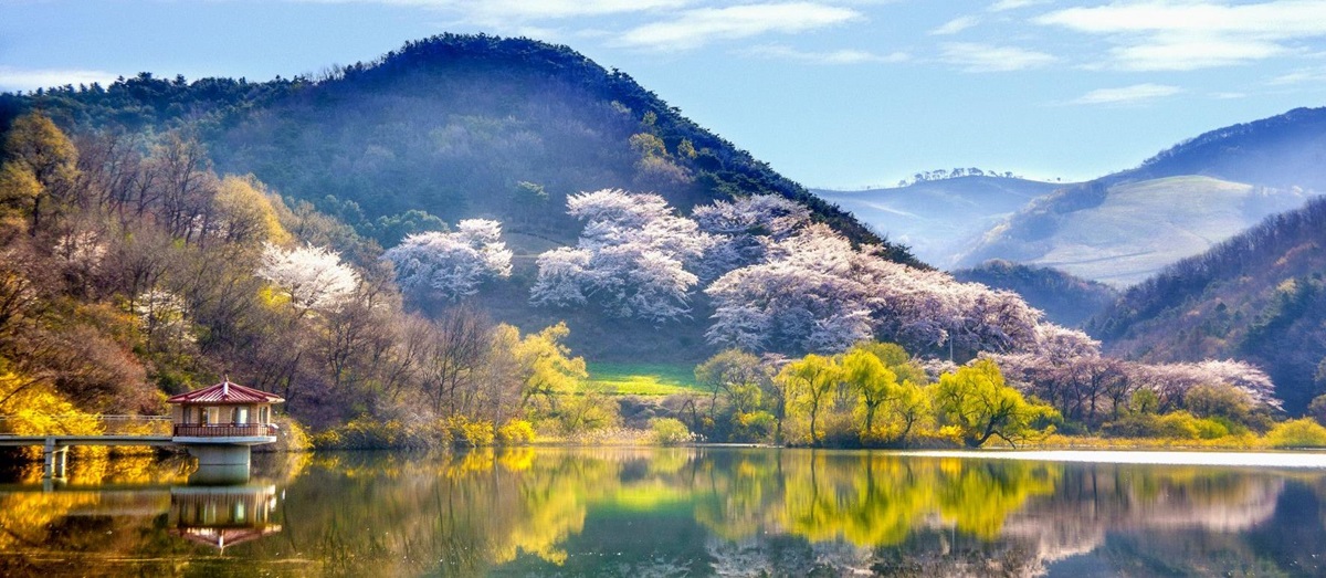 Yongbi Lake during cherry blossom season in South Korea