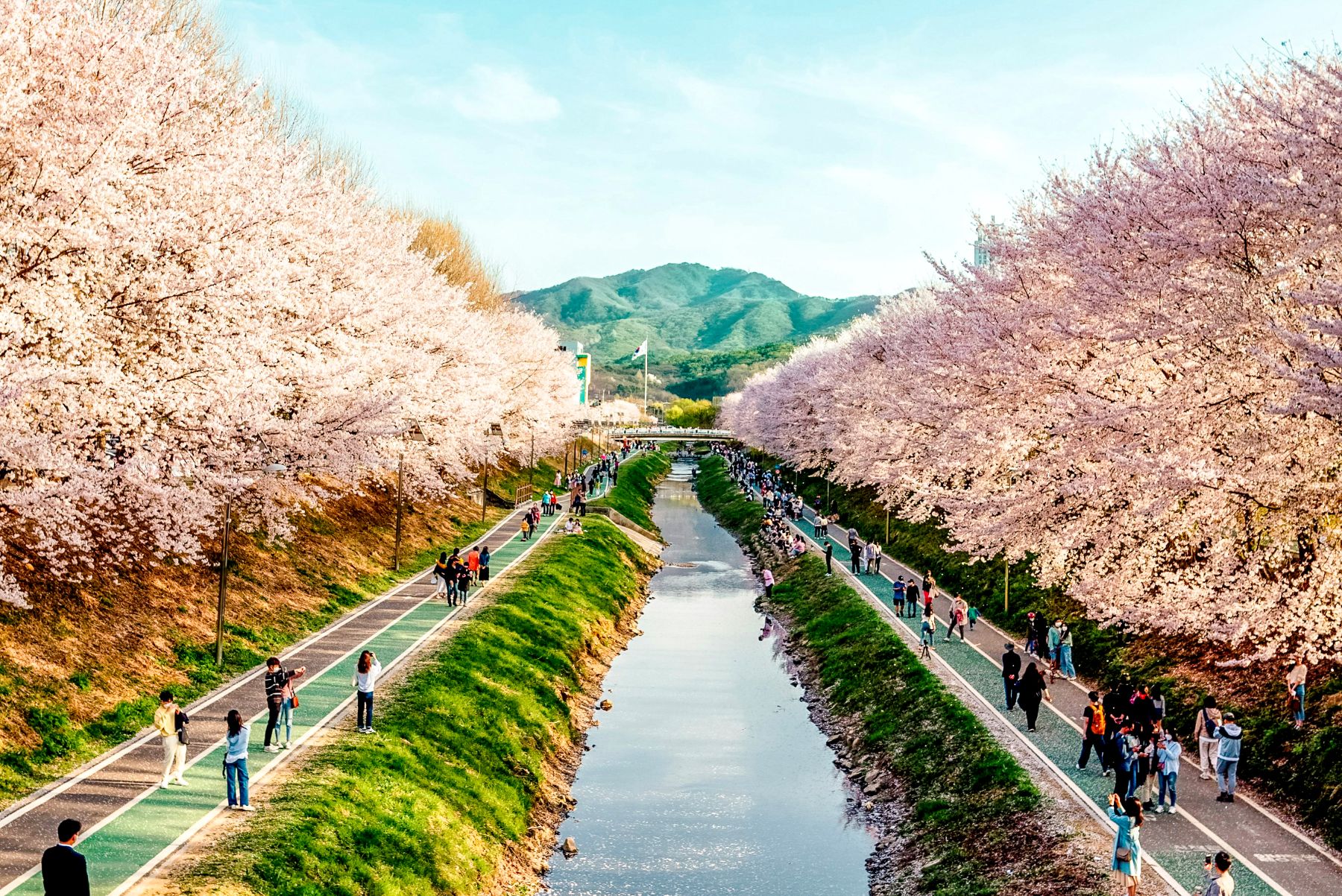 Stream lined with cherry blossom trees in Seoul