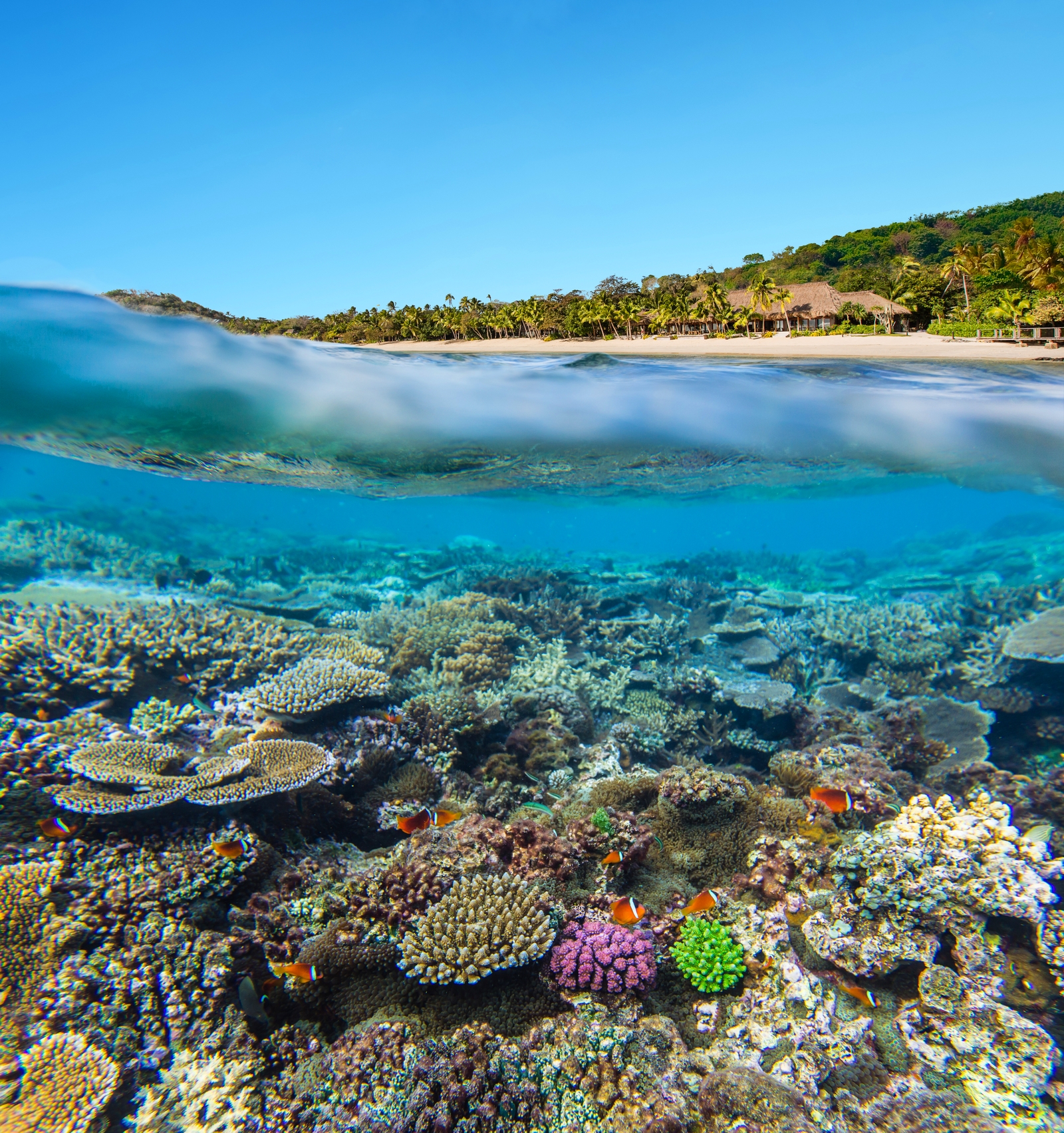 Coral reef near Kokomo Island, Fiji