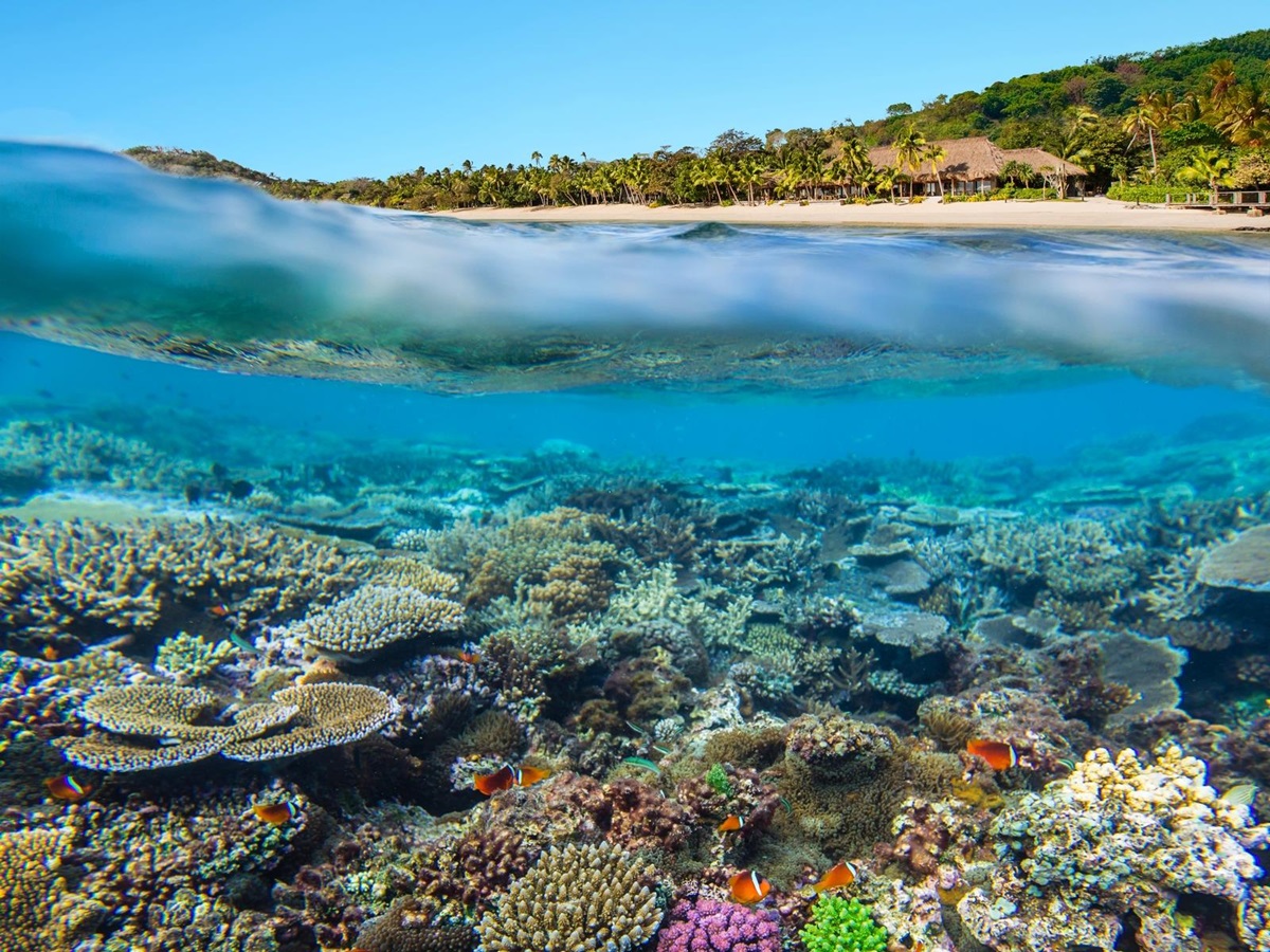Coral reef near Kokomo Island, Fiji