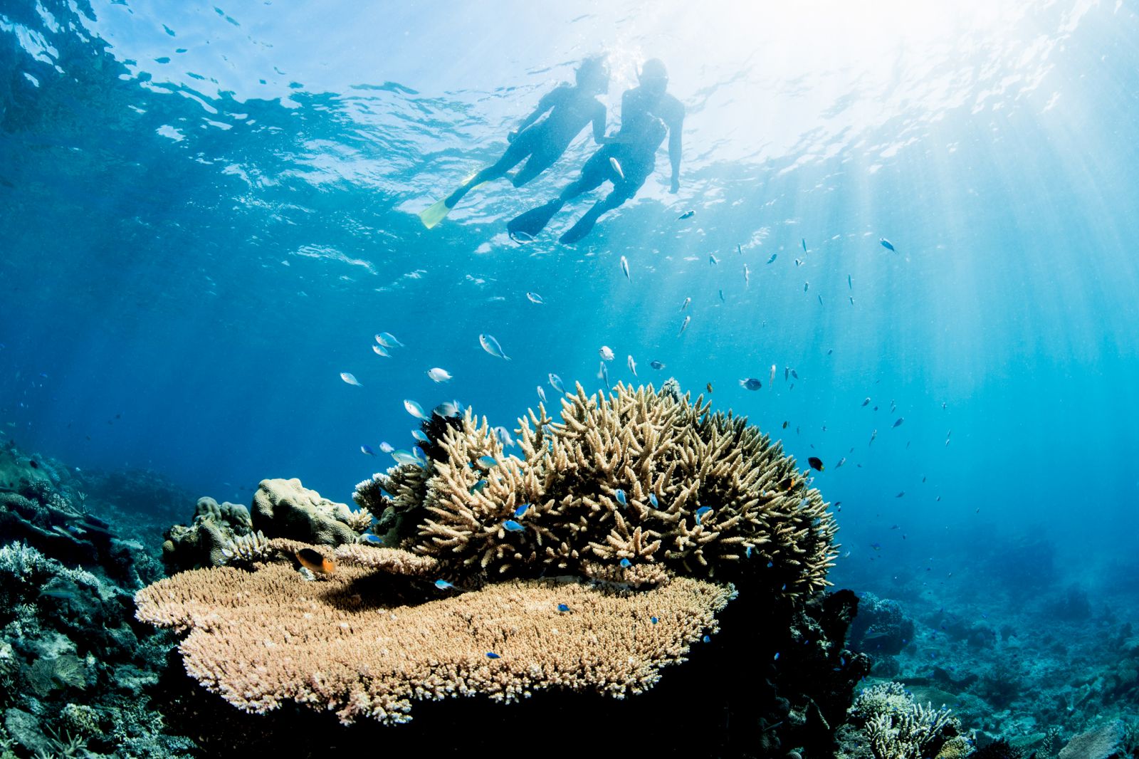 Two guests snorkelling on the house reef of luxury resort Kokomo Island in Fiji