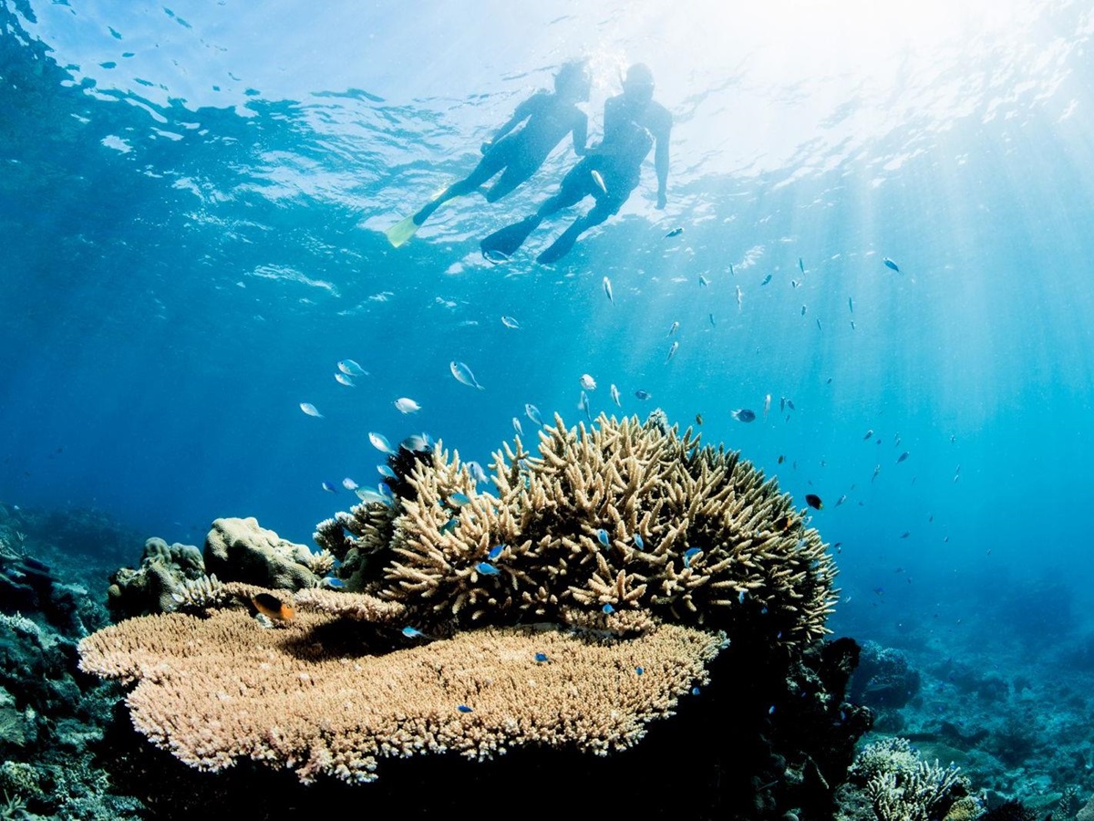 Two guests snorkelling on the house reef of luxury resort Kokomo Island in Fiji