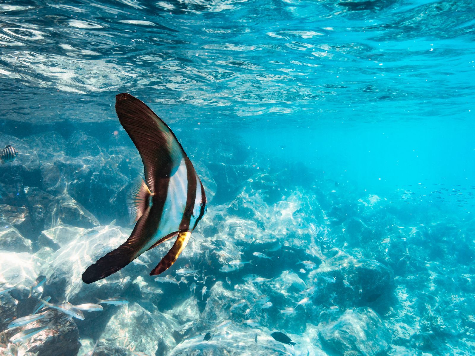 Bat fish seen while snorkelling from the Six Senses Fiji