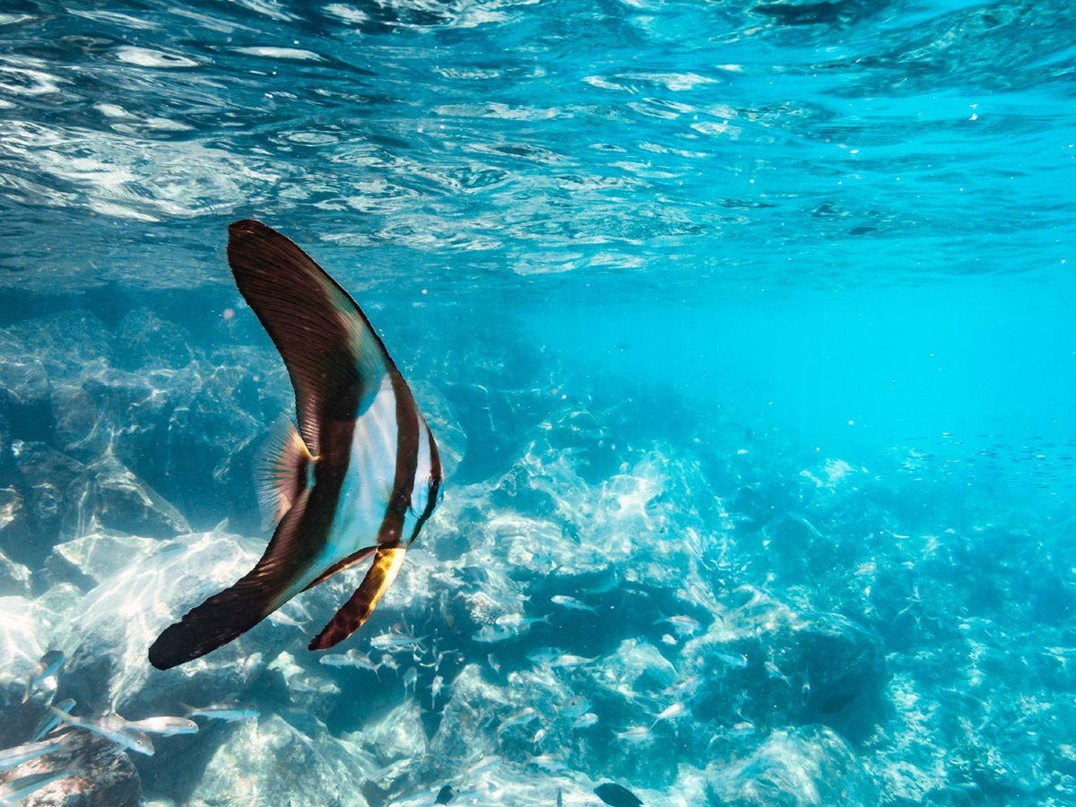 Bat fish seen while snorkelling from the Six Senses Fiji