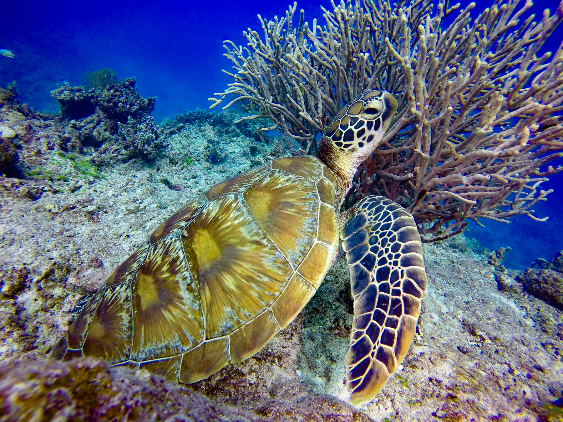 A turtle spotted while diving at Tokoriki island Resort in Fiji