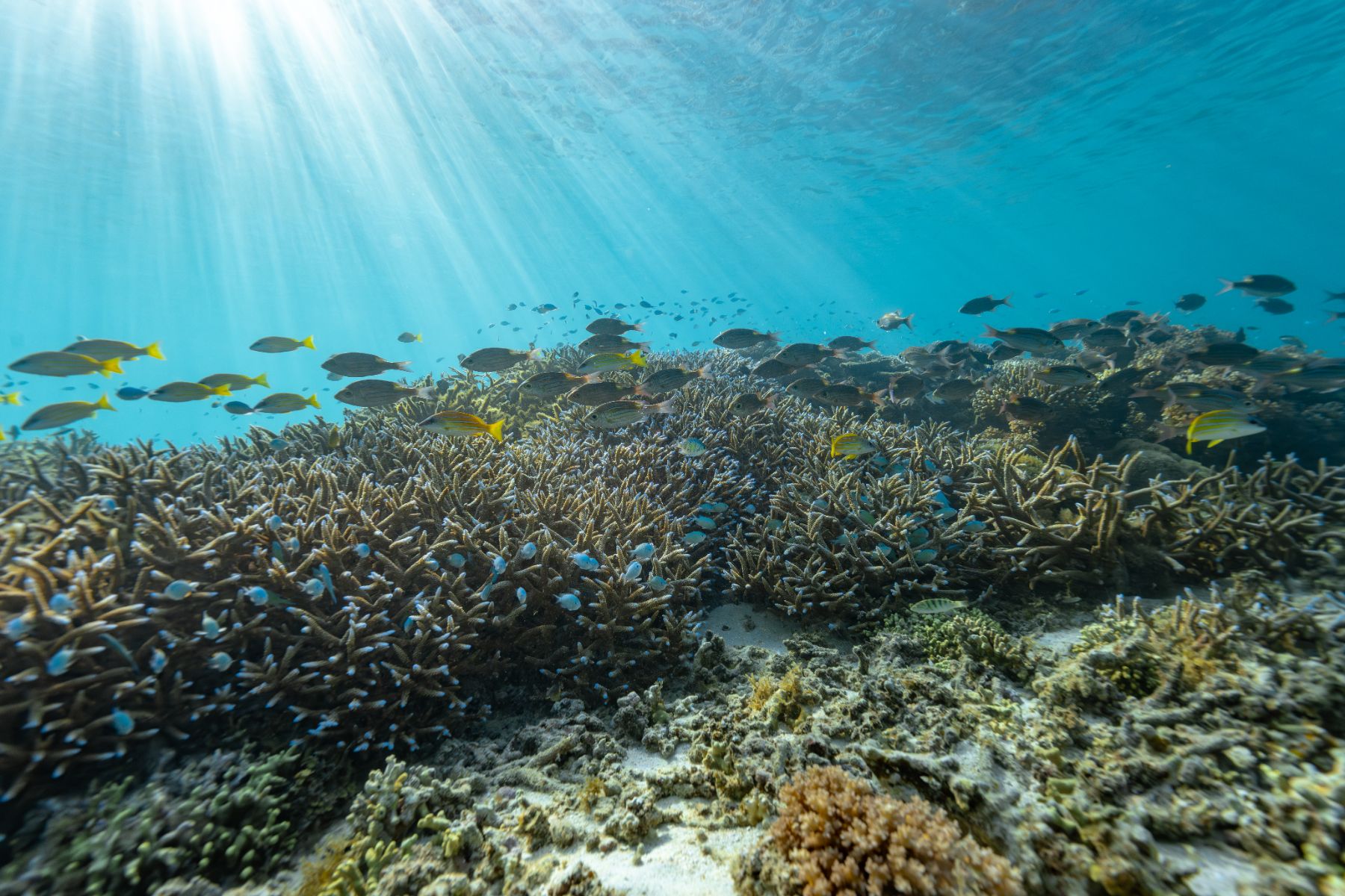 Fish on the reef at Wakaya Island Resort in Fiji