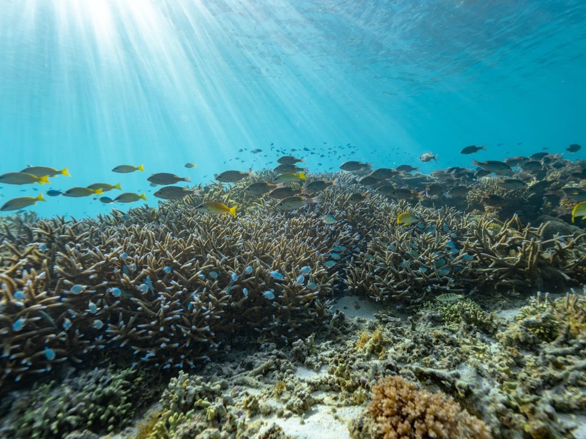 Fish on the reef at Wakaya Island Resort in Fiji