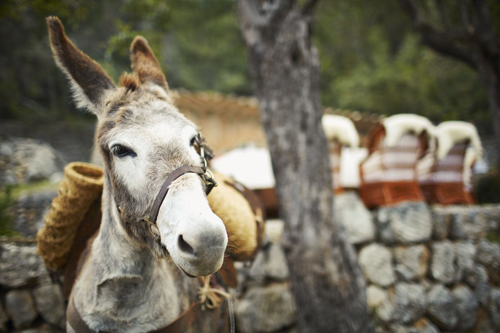 Visit to donkey refuge from Belmond La Residencia hotel in Mallorca