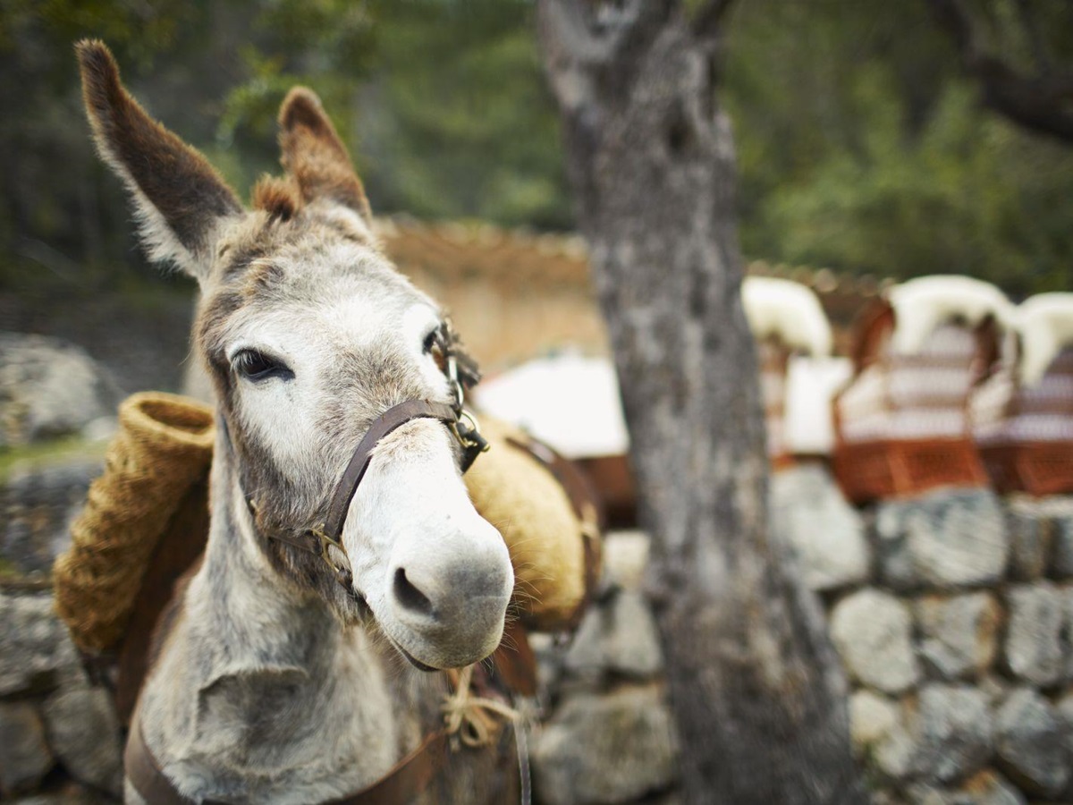 Visit to donkey refuge from Belmond La Residencia hotel in Mallorca
