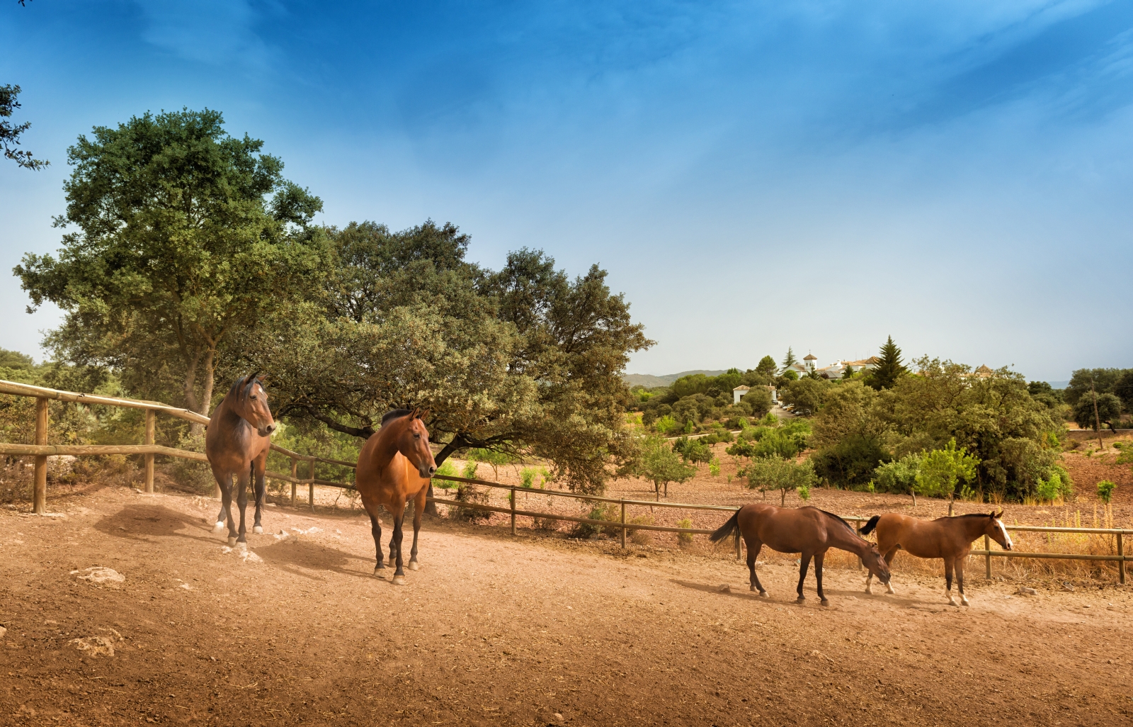 Horses at La Bobadilla in Granada Spain