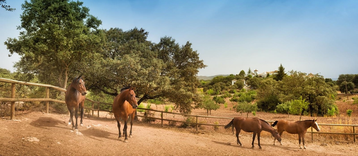 Horses at La Bobadilla in Granada Spain