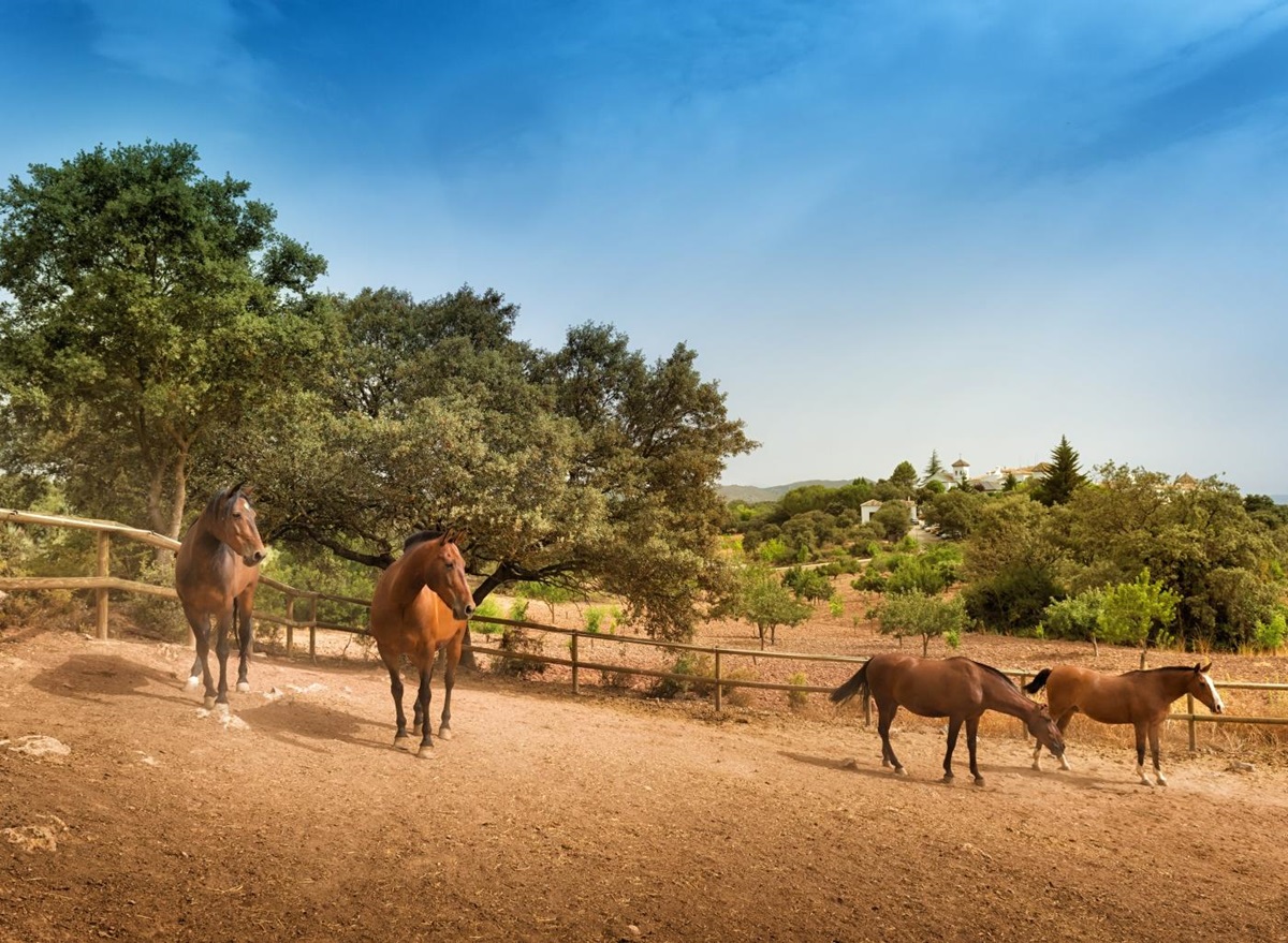 Horses at La Bobadilla in Granada Spain