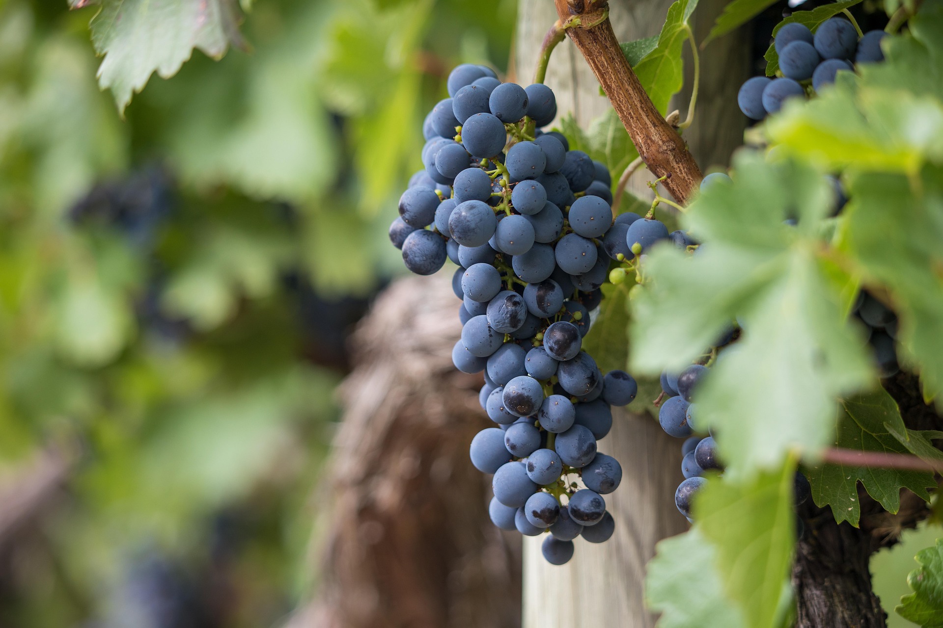 Grapevines in La Rioja