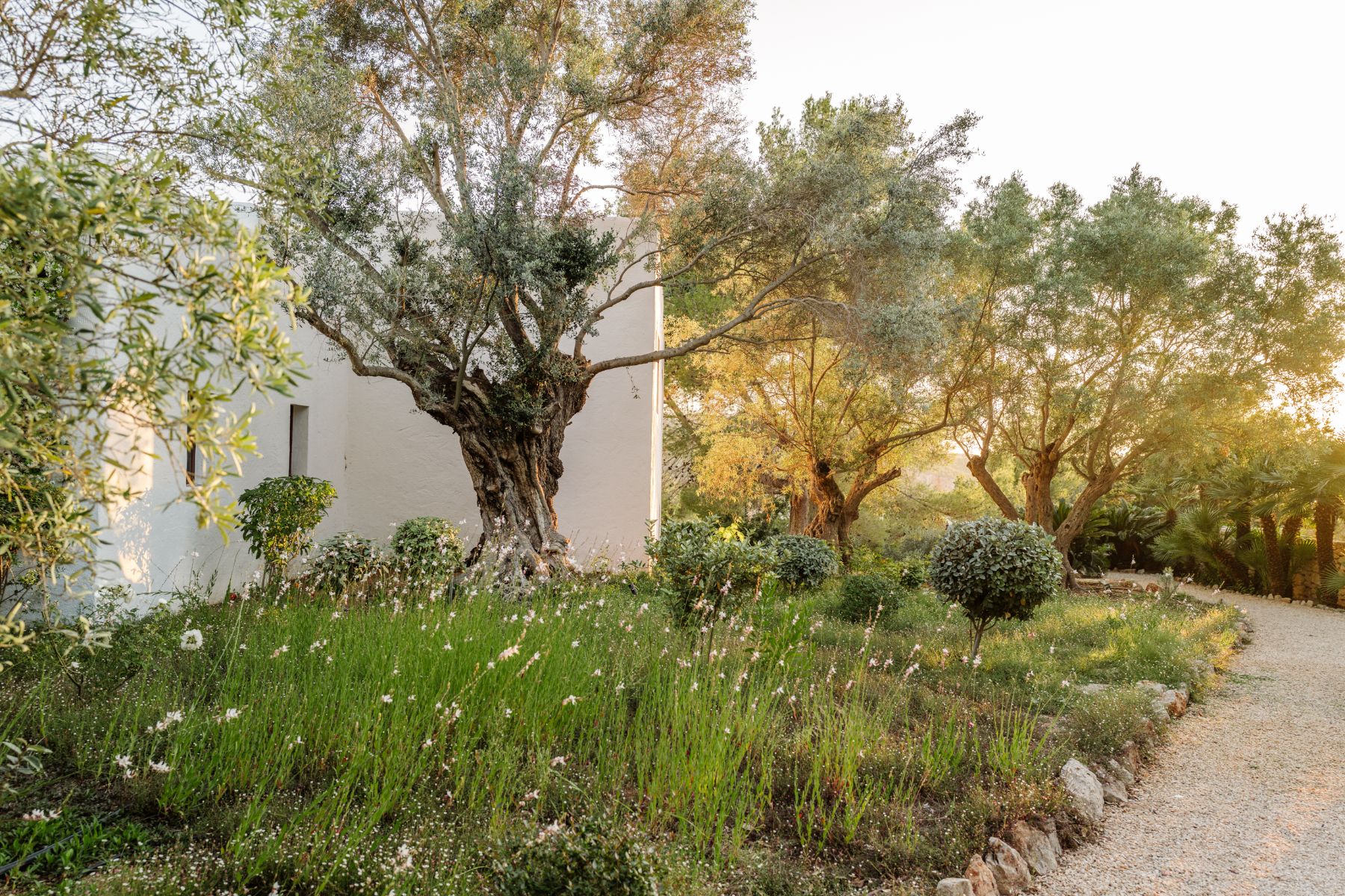 Garden and exterior at Casa Sabena, Ibiza