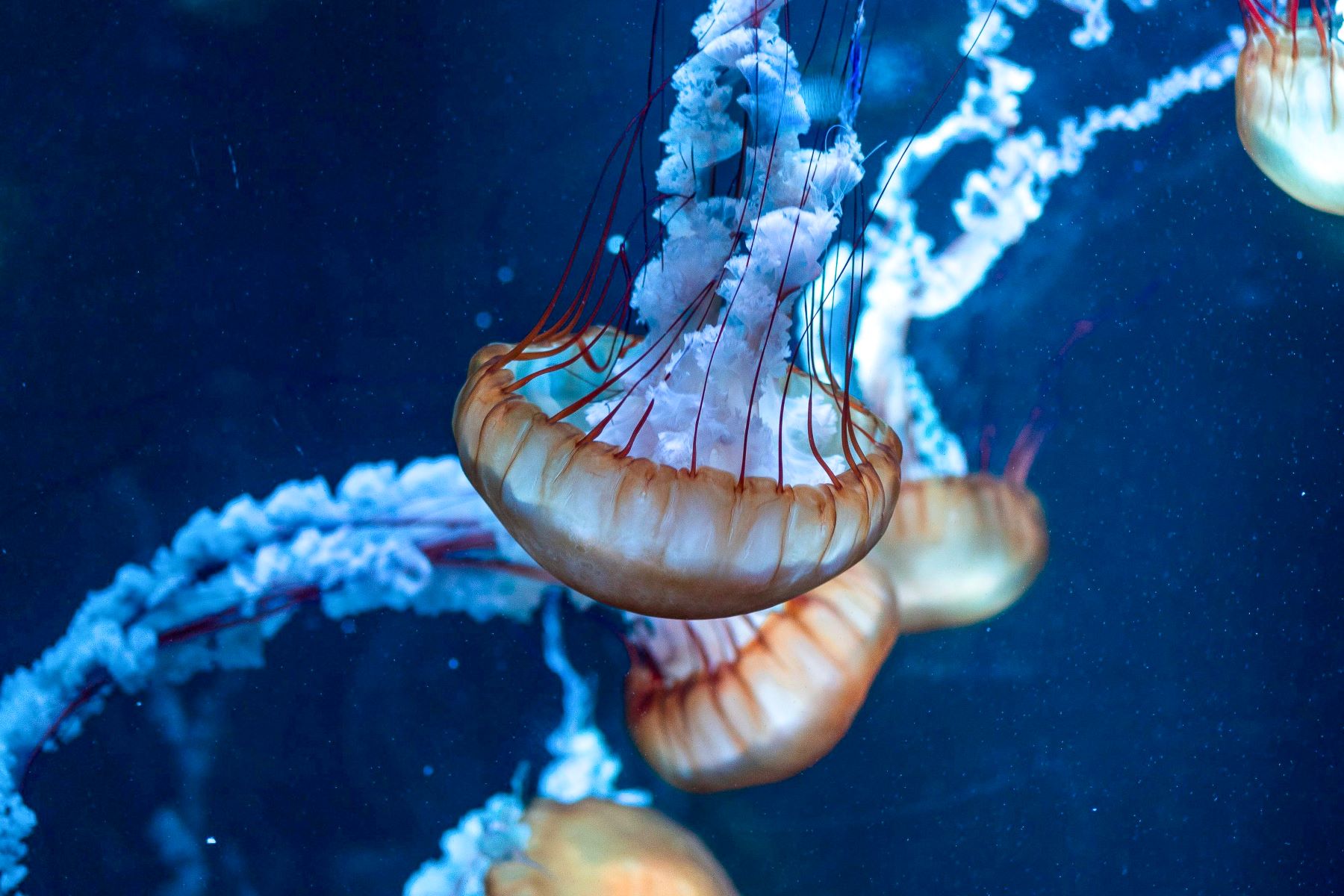 Jellyfish in Palma Aquarium