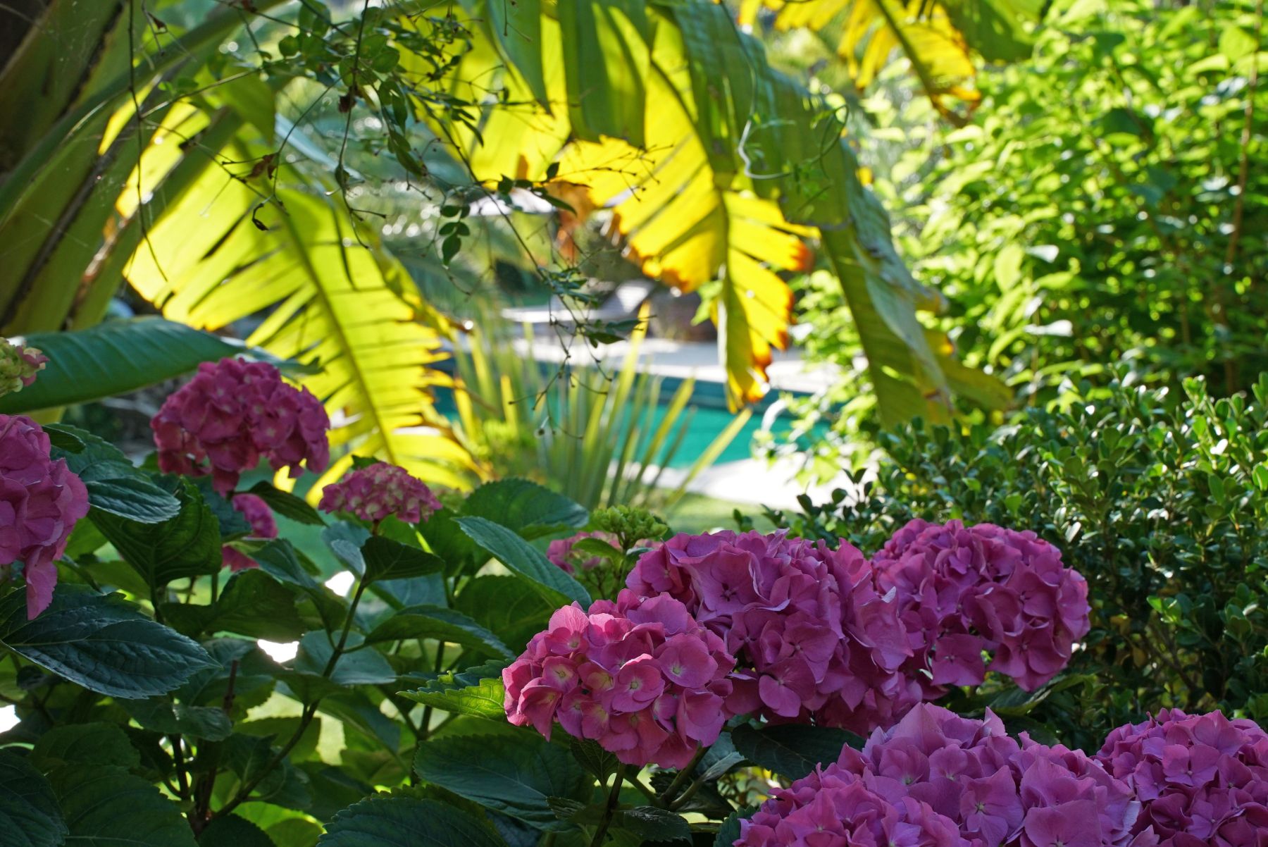 Garden and pool at Casa Serenidad, Mallorca