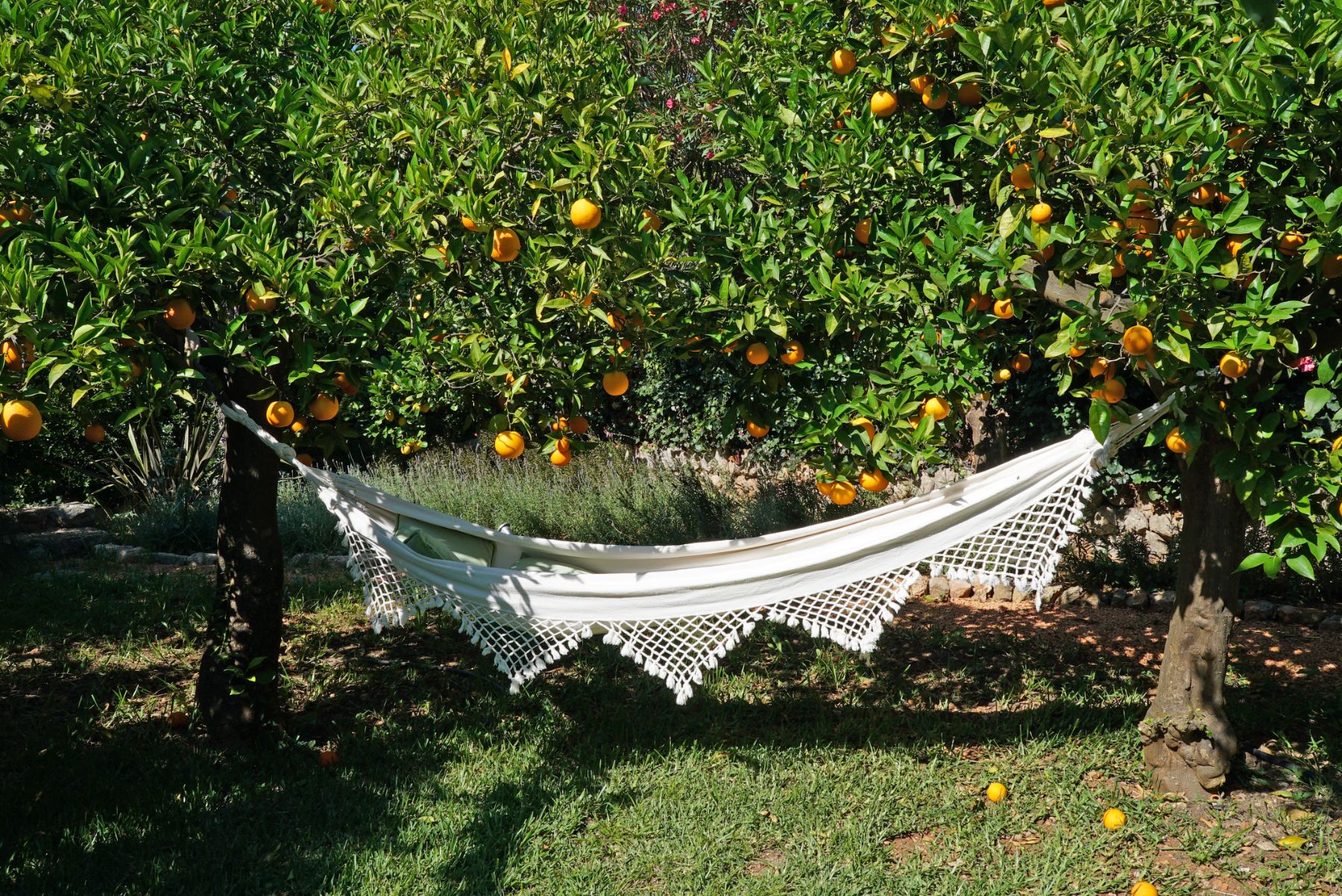 Garden with hammock in orange groves at Casa Serenidad, Mallorca