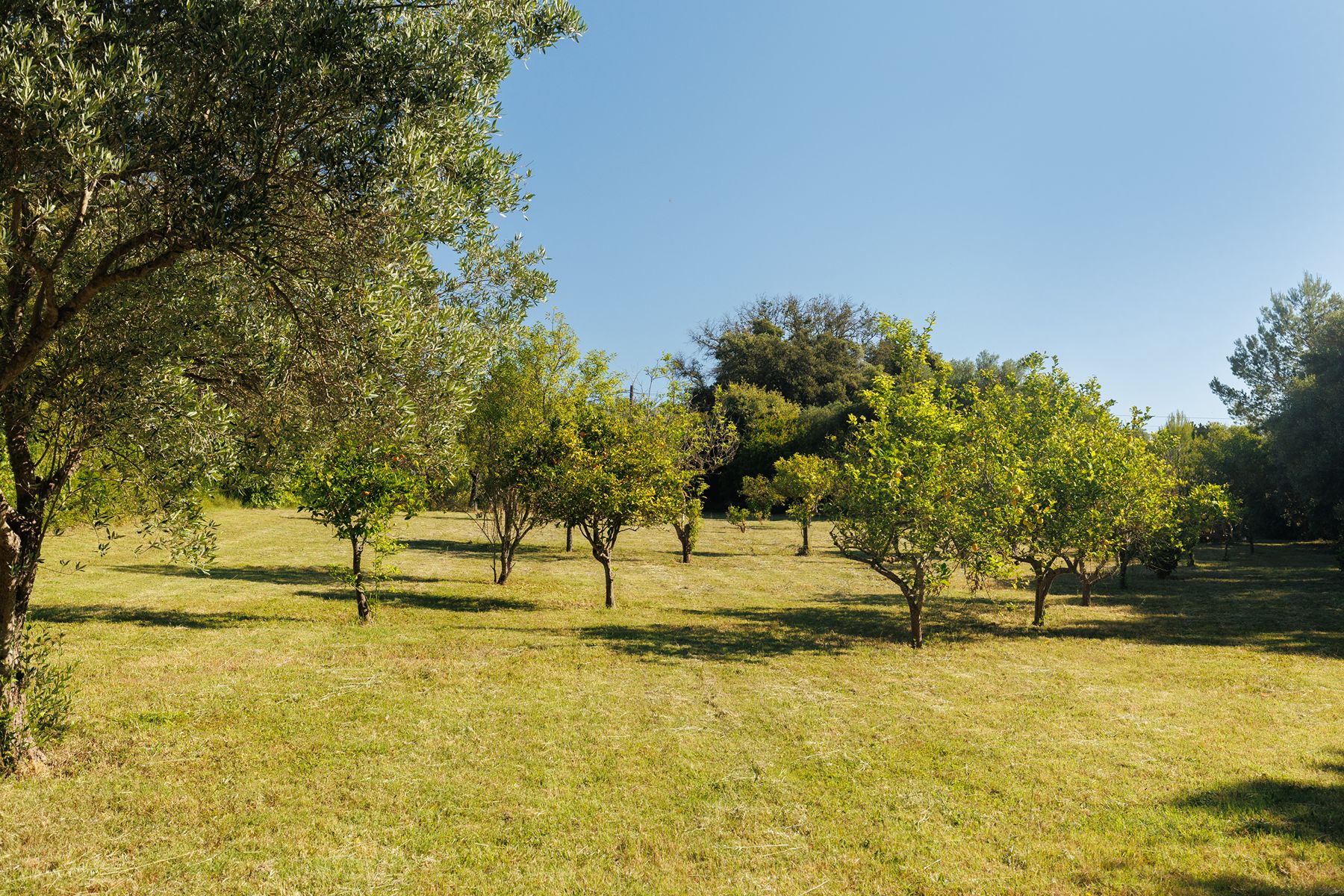 Orchard at Finca del Bosque, Mallorca
