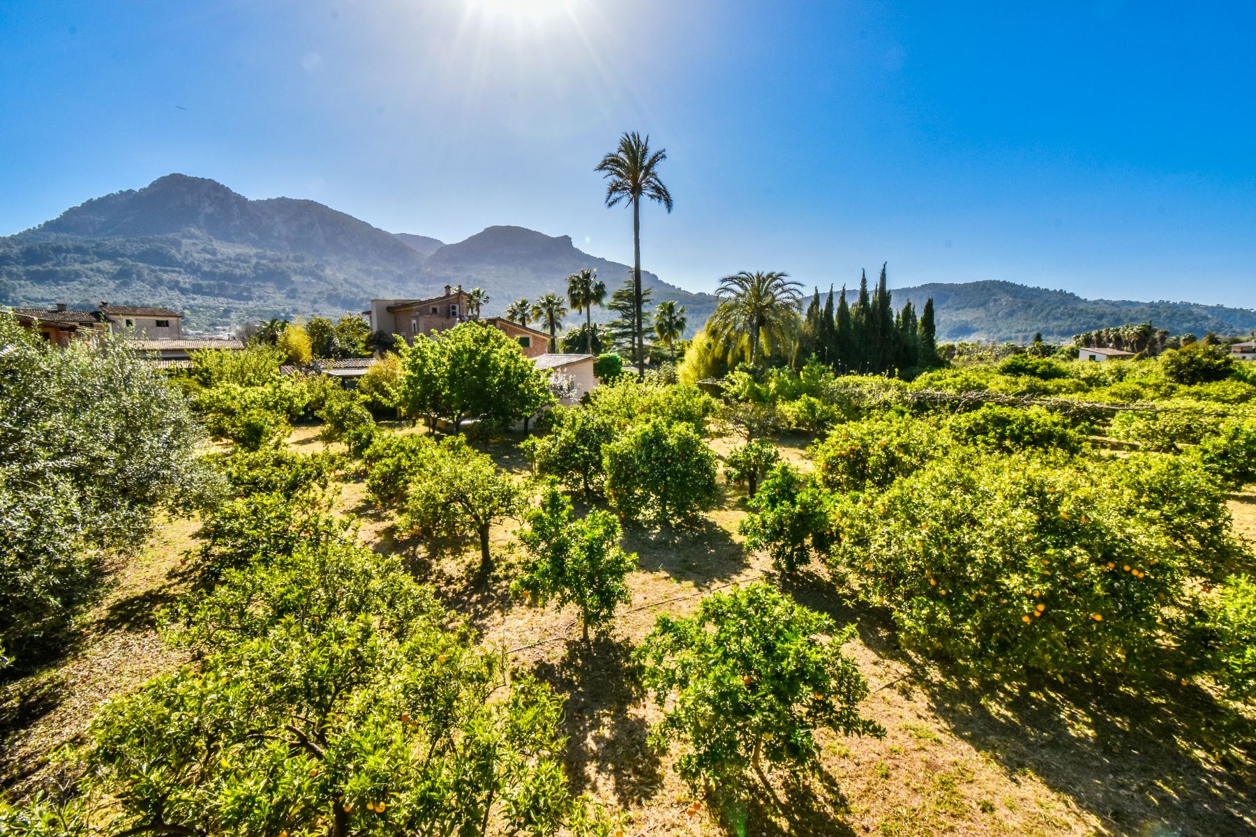 Orchard and mountain view at Finca Paraiso, Mallorca