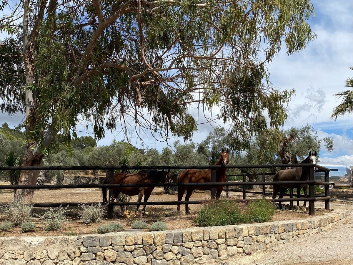 Horses at Son Fuster in Mallorca