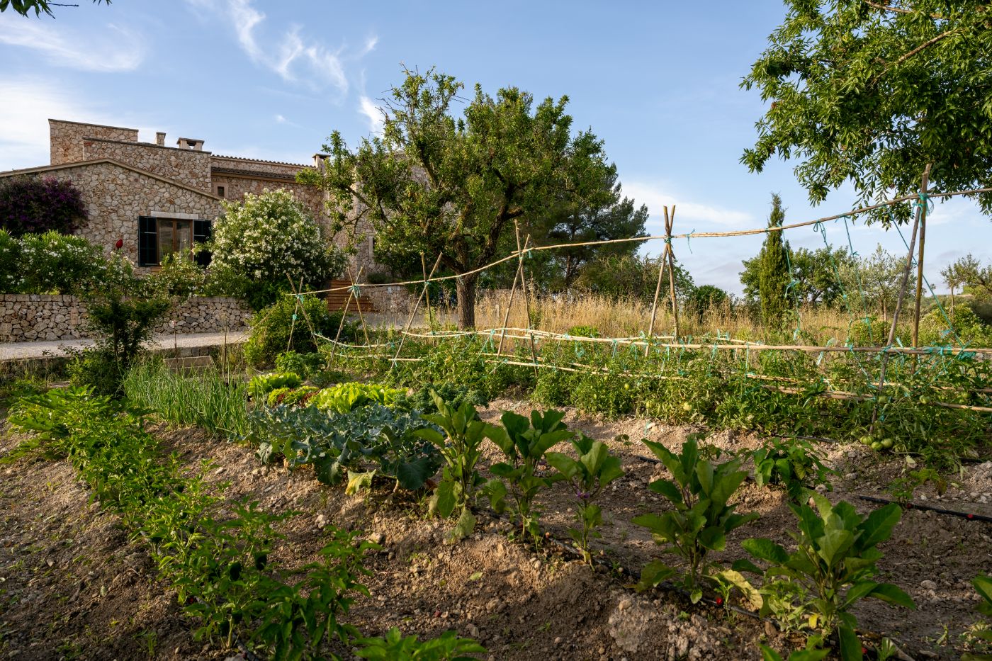Vegetable garden at Villa Sineu Vista