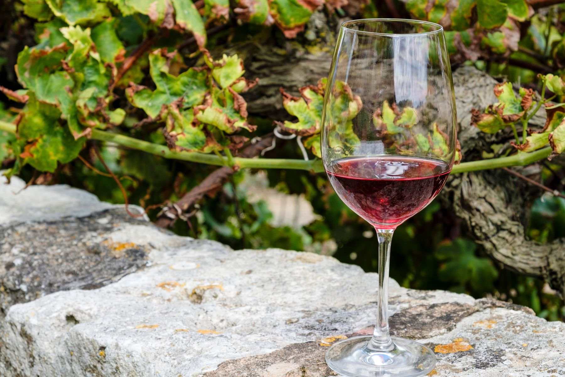Wine tasting experience in Mallorca