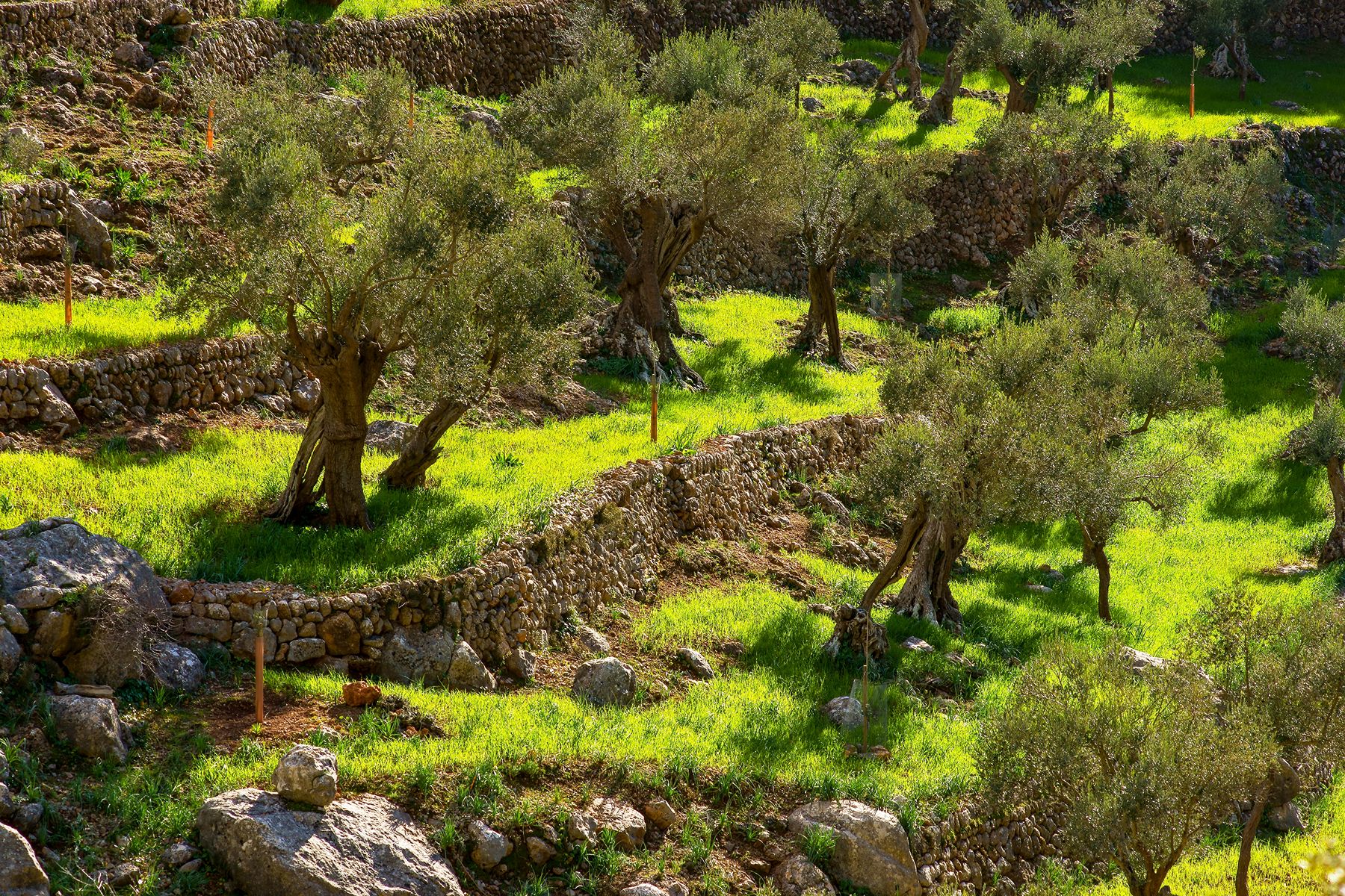 Olive groves of Son Moragues in the Tramuntana Mountains