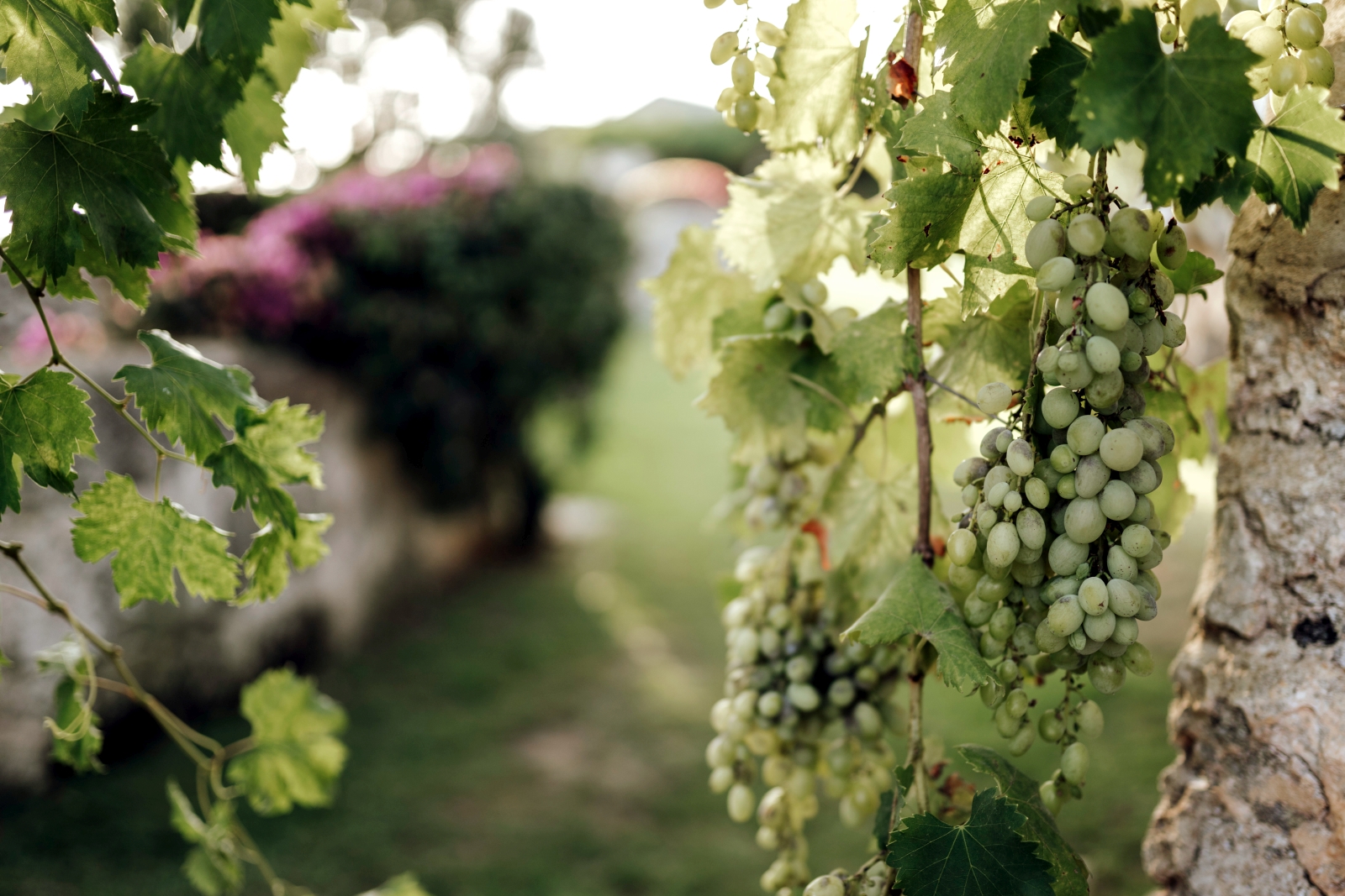 Grapes