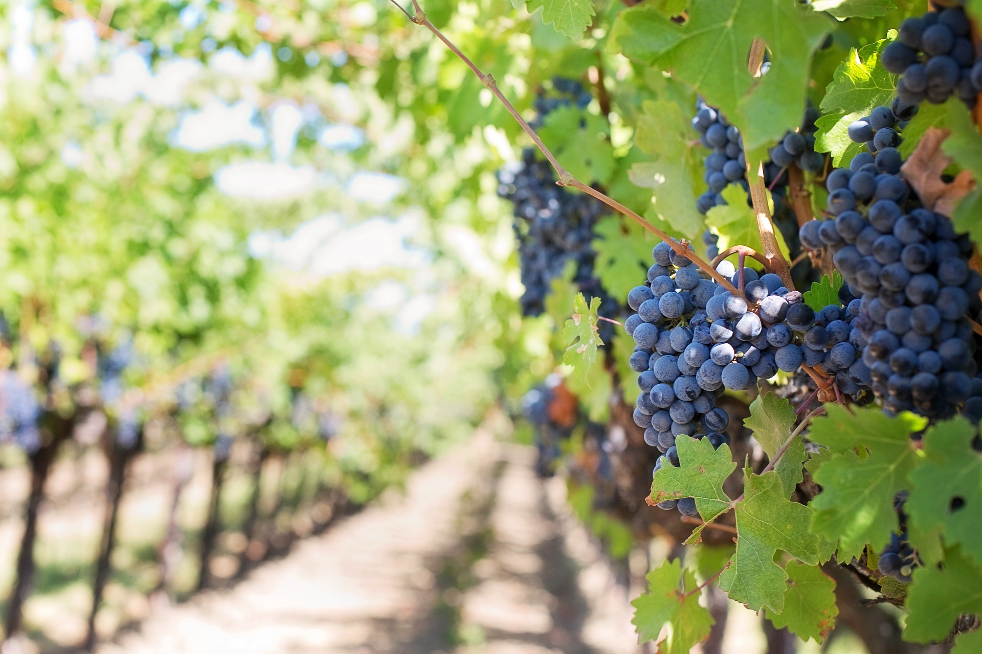 Red grapes hanging from vines in the sunshine