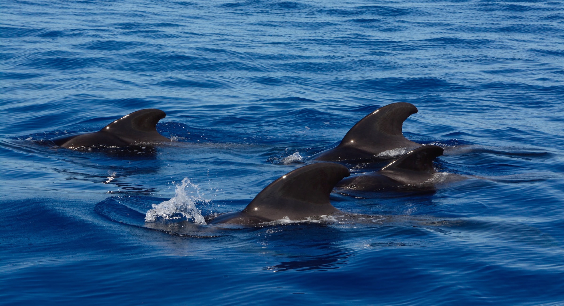 Whales spotted off the coast of Tenerife, Spain