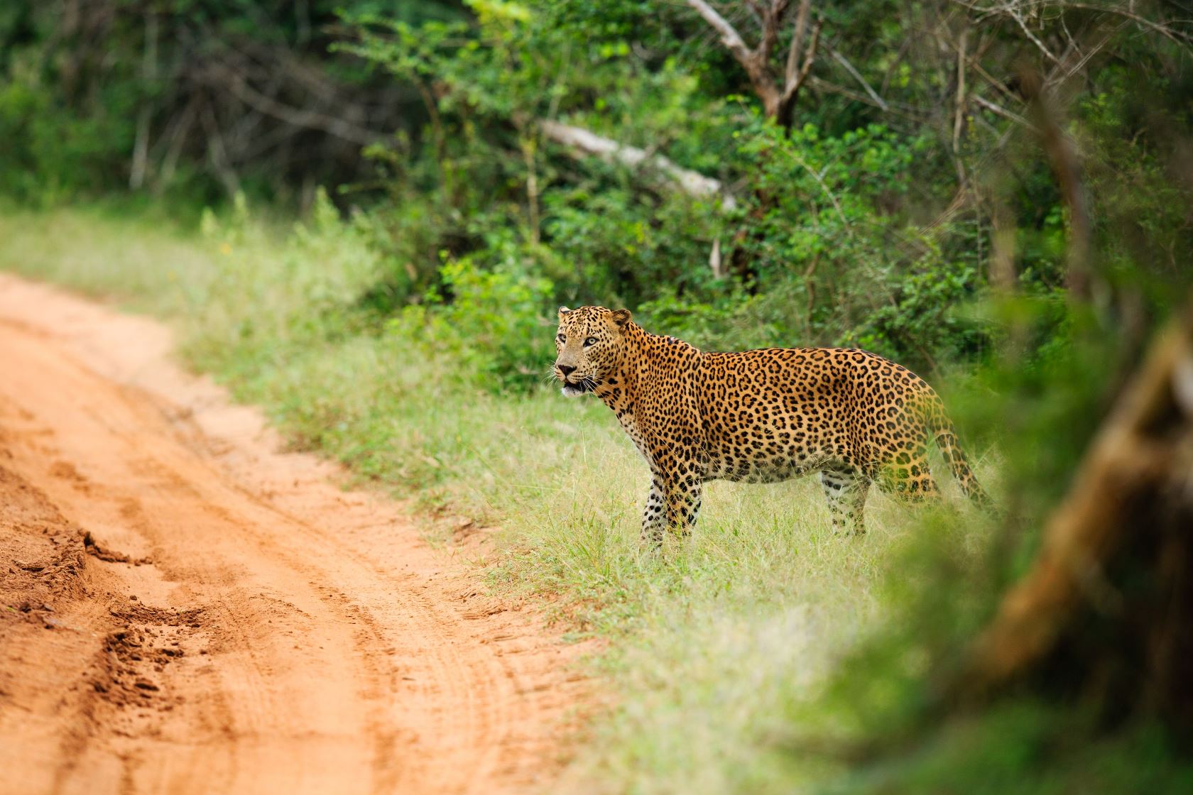 leopard seen near chena huts, Sri Lanka