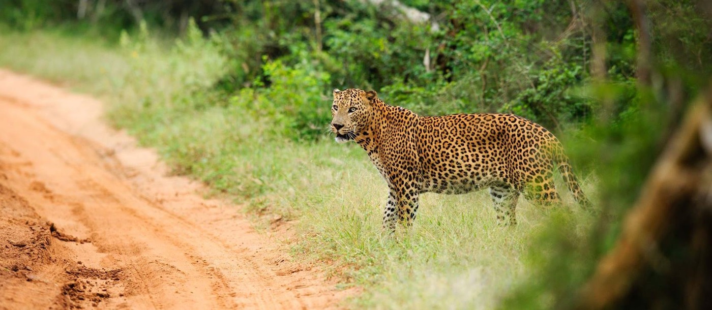 leopard seen near chena huts, Sri Lanka
