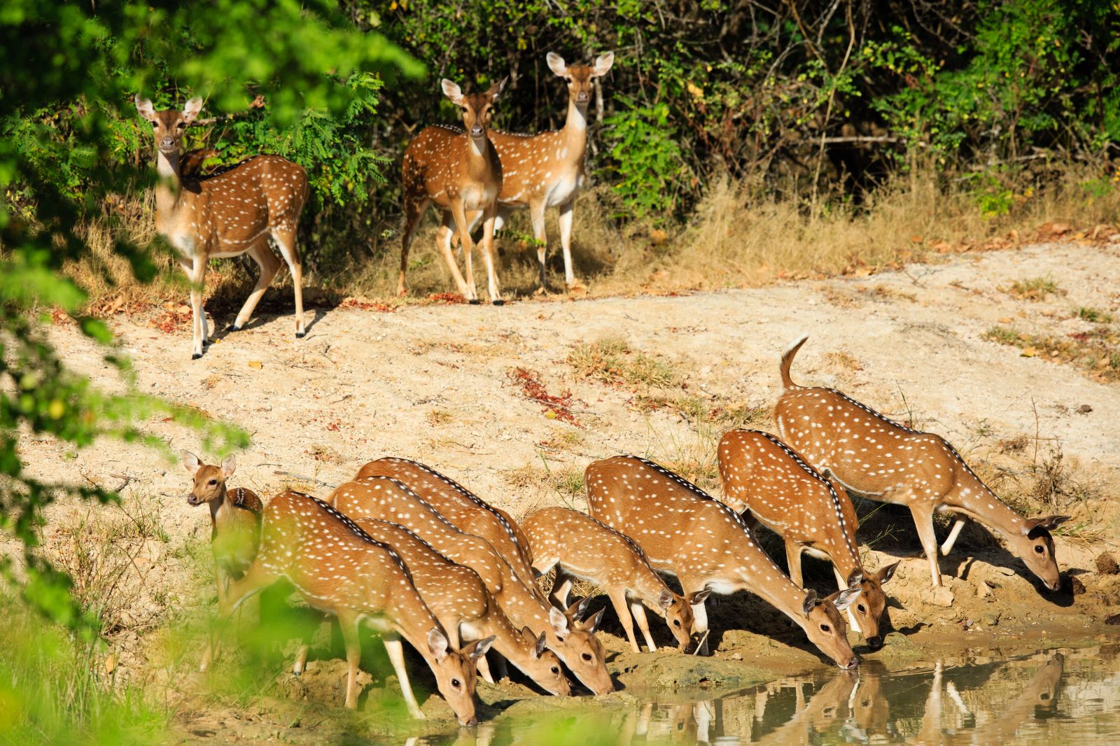 Watering hole on the grounds of Chena Huts in Yala National Park in Sri Lanka