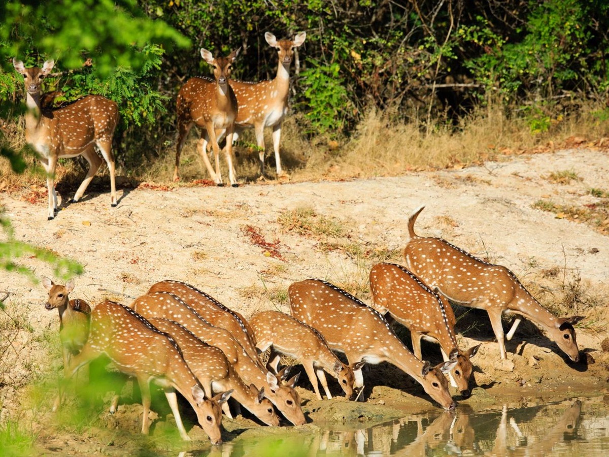 Watering hole on the grounds of Chena Huts in Yala National Park in Sri Lanka