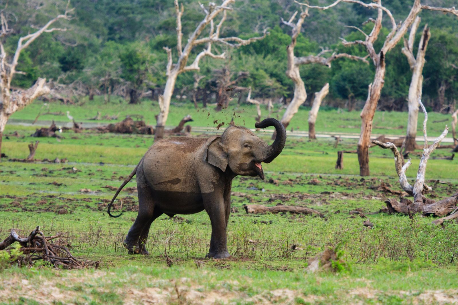 Elephant near the grounds of Chena Huts in Yala National Park in Sri Lanka