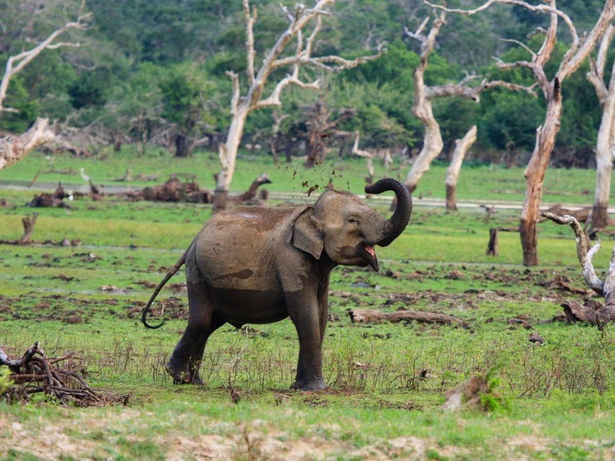 Elephant near the grounds of Chena Huts in Yala National Park in Sri Lanka