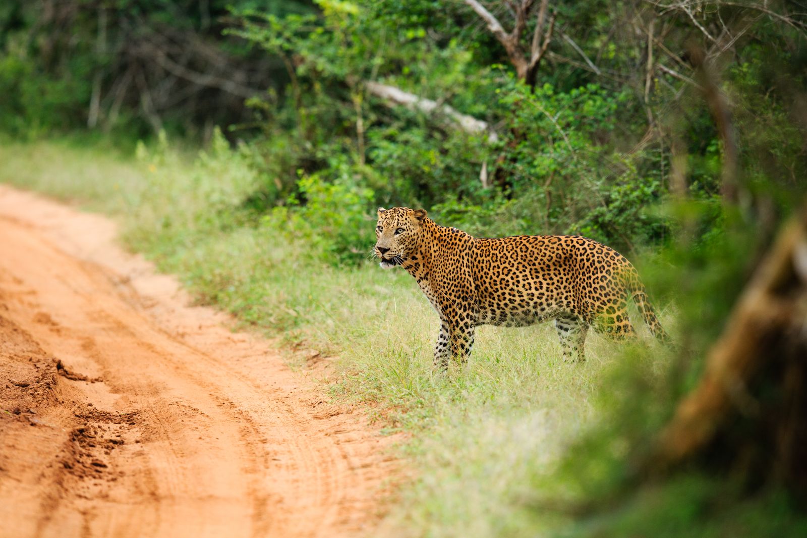 Leopard near the grounds of Chena Huts in Yala National Park in Sri Lanka