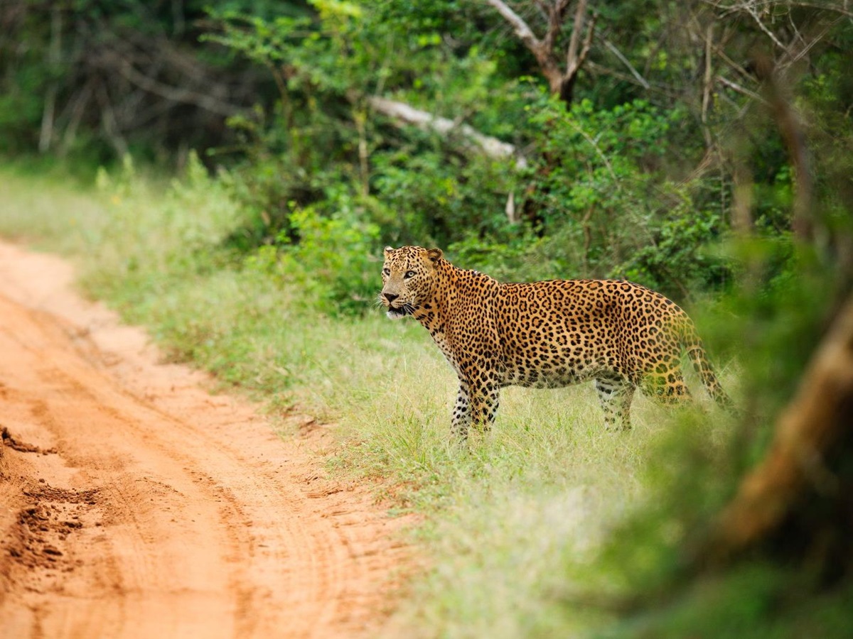Leopard near the grounds of Chena Huts in Yala National Park in Sri Lanka