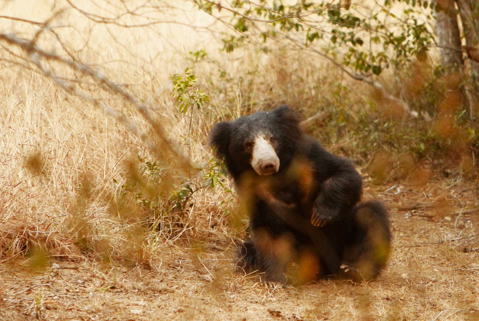 A sloth bear spotted on the grounds of Leopard Safaris Camp in Yala
