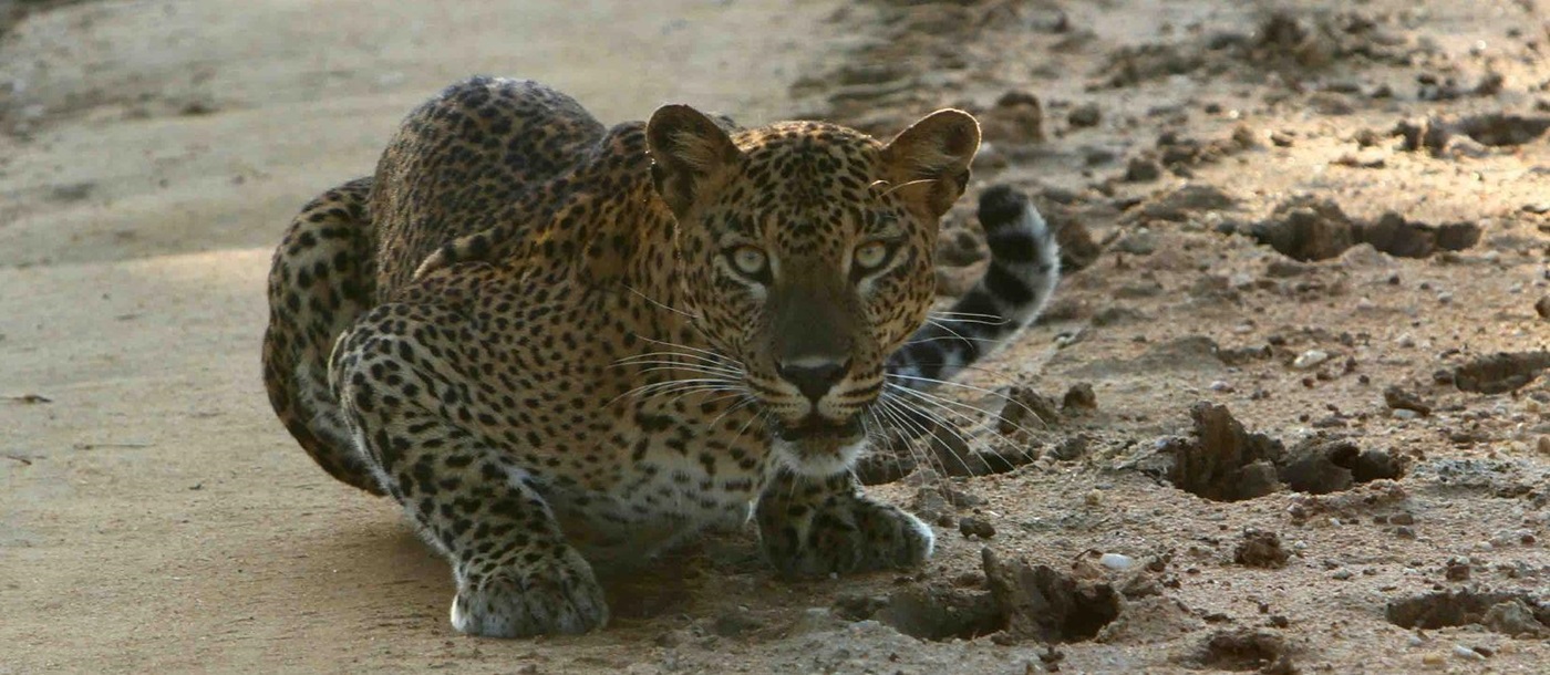 leopard safaris, leopard, Sri Lanka