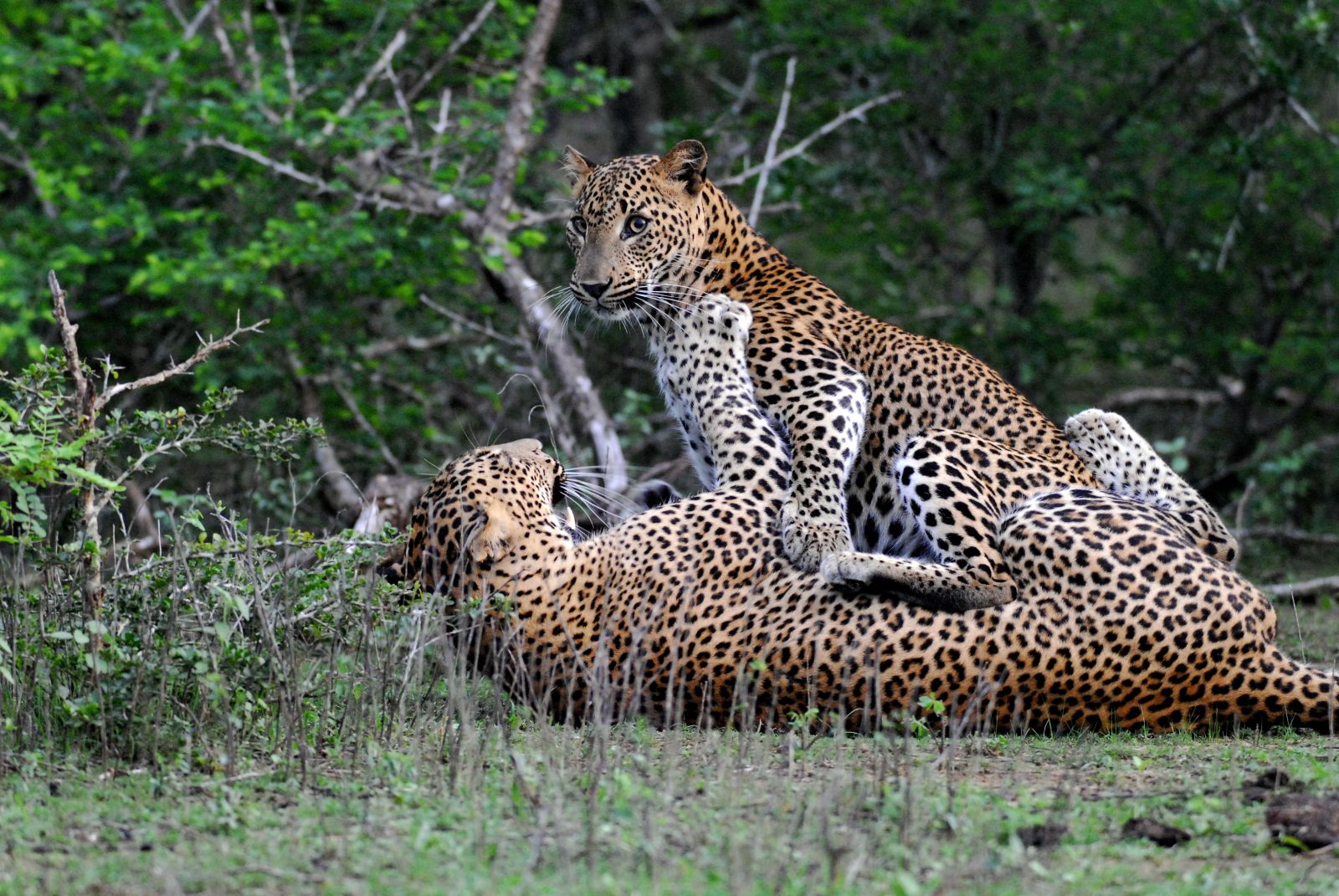 Leopards in Yala Sri Lanka photographed on excursion from Wild Coast Tented Lodge