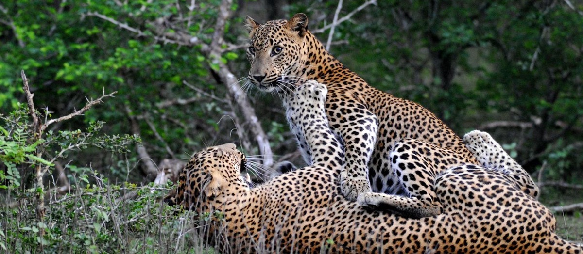 Leopards in Yala Sri Lanka photographed on excursion from Wild Coast Tented Lodge