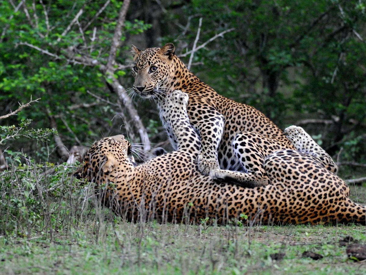 Leopards in Yala Sri Lanka photographed on excursion from Wild Coast Tented Lodge